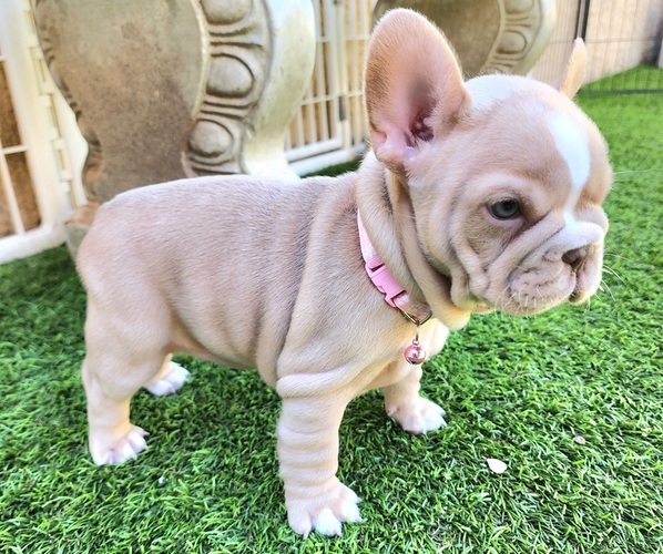 Medium Photo #13 French Bulldog Puppy For Sale in LAS VEGAS, NV, USA
