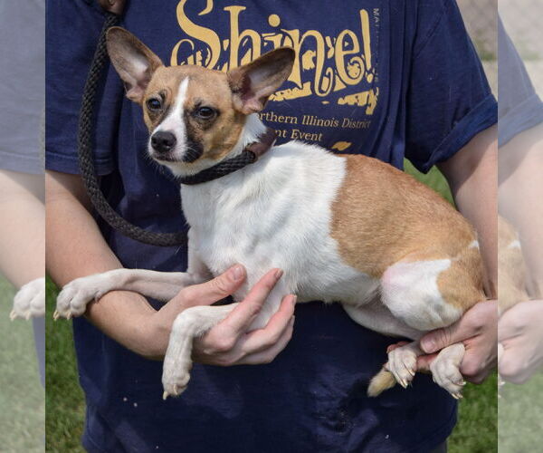 Medium Photo #2 Italian Greyhound-Jack Russell Terrier Mix Puppy For Sale in Huntley, IL, USA