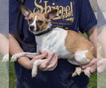 Small #1 Italian Greyhound-Jack Russell Terrier Mix