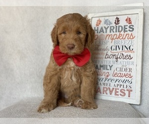 Double Doodle Puppy for sale in CEDAR LANE, PA, USA