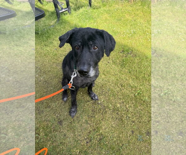 Medium Photo #2 Labrador Retriever-Unknown Mix Puppy For Sale in Bellevue, WA, USA