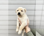 Small Photo #8 Alaskan Husky-Golden Retriever Mix Puppy For Sale in PORTLAND, OR, USA