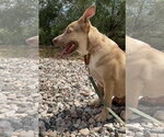 Small Photo #2 Mutt Puppy For Sale in Cottonwood, AZ, USA