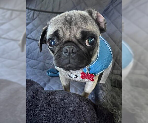 Medium Photo #4 Pug Puppy For Sale in San Diego, CA, USA