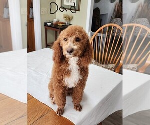 Father of the Miniature Australian Shepherd-Poodle (Toy) Mix puppies born on 02/03/2025