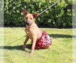 Small German Shepherd Dog Mix