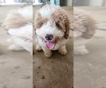 Small #5 Aussiedoodle Miniature -Poodle (Miniature) Mix