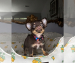 Small #5 Chihuahua