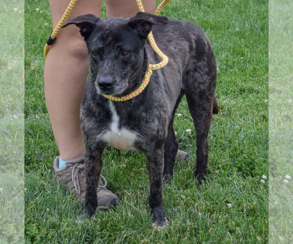 Medium Photo #3 Plott Hound-Unknown Mix Puppy For Sale in Huntley, IL, USA