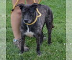 Small #2 Plott Hound Mix