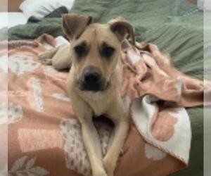 American Pit Bull Terrier-Unknown Mix Dogs for adoption in Las Vegas, NV, USA
