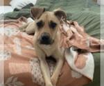 Small American Pit Bull Terrier Mix