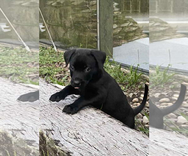 Medium Photo #2 Labrador Retriever-Unknown Mix Puppy For Sale in Sanford, FL, USA