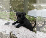 Small #1 Labrador Retriever Mix