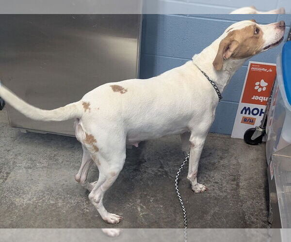 Medium Photo #4 Mutt Puppy For Sale in Evansville, IN, USA