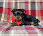 Small Photo #4 Yorkshire Terrier Puppy For Sale in QUARRYVILLE, PA, USA