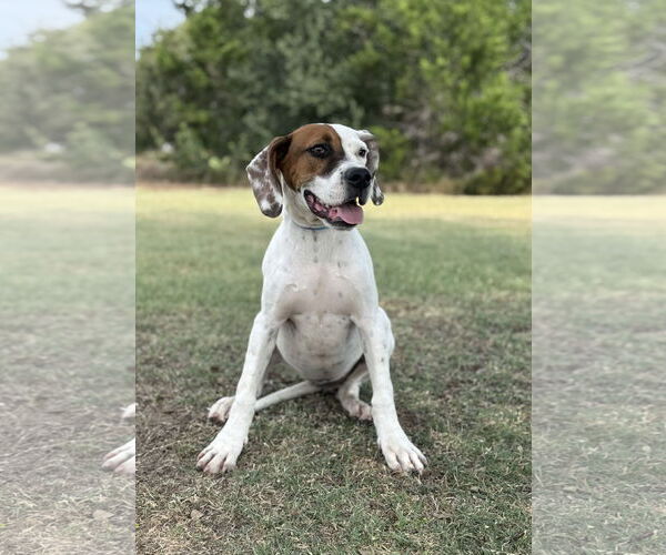 Medium Photo #5 Boxer-Unknown Mix Puppy For Sale in PIPE CREEK, TX, USA
