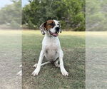 Small #4 Boxer Mix