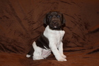 Small Photo #11 German Shorthaired Pointer Puppy For Sale in BLAINSPORT, PA, USA
