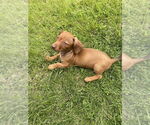 Small #2 Chiweenie