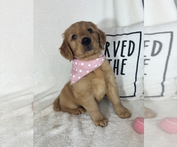 Medium Photo #5 Golden Retriever Puppy For Sale in GREENFIELD, IN, USA