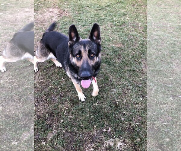 Medium Photo #5 German Shepherd Dog Puppy For Sale in Thomasville, NC, USA