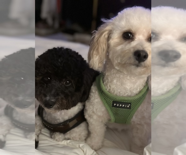 Medium Photo #1 Bichpoo-Poodle (Miniature) Mix Puppy For Sale in LOS ANGELES, CA, USA