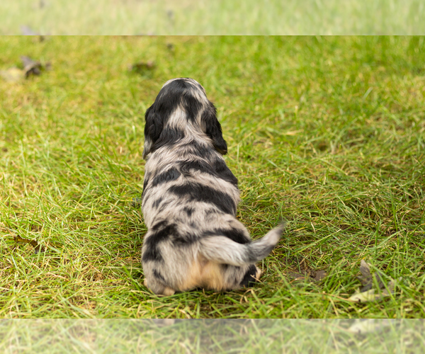 Medium Photo #25 Dachshund Puppy For Sale in MILFORD, IN, USA