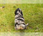 Small Photo #25 Dachshund Puppy For Sale in MILFORD, IN, USA