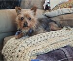 Small Photo #3 Silky Terrier Puppy For Sale in Chester, NJ, USA