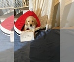 Small Photo #11 Golden Retriever Puppy For Sale in KENOVA, WV, USA