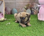 Small #11 Catahoula Leopard Dog