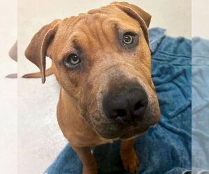 American Pit Bull Terrier-Unknown Mix Dogs for adoption in Jefferson, WI, USA