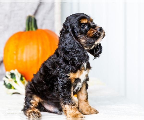 Medium Photo #45 Cocker Spaniel Puppy For Sale in WAKARUSA, IN, USA