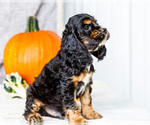 Small #8 Cocker Spaniel