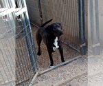 Small American Staffordshire Terrier