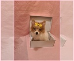 Small #4 Pomeranian