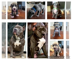 American Bully Puppy for sale in BAINBRIDGE TOWNSHIP, OH, USA