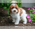 Small #4 Poodle (Miniature)