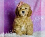 Puppy Cleo Goldendoodle (Miniature)