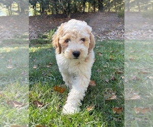 Poodle (Standard) Puppy for sale in FORT MILL, SC, USA