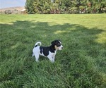 Puppy Cali Rat Terrier