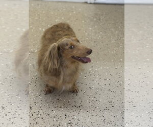 Dachshund Dogs for adoption in York, SC, USA