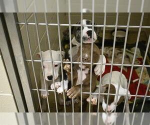 American Pit Bull Terrier Dogs for adoption in Decatur, IL, USA