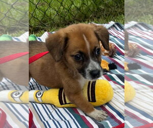 Bulldog-Labrador Retriever Mix Dogs for adoption in Tarrytown, GA, USA
