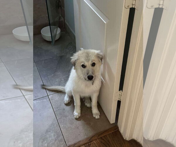 Medium Photo #3 Great Pyrenees-Unknown Mix Puppy For Sale in Houston, TX, USA