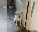 Small #2 Great Pyrenees Mix
