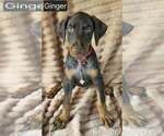 Small #2 Doberman Pinscher