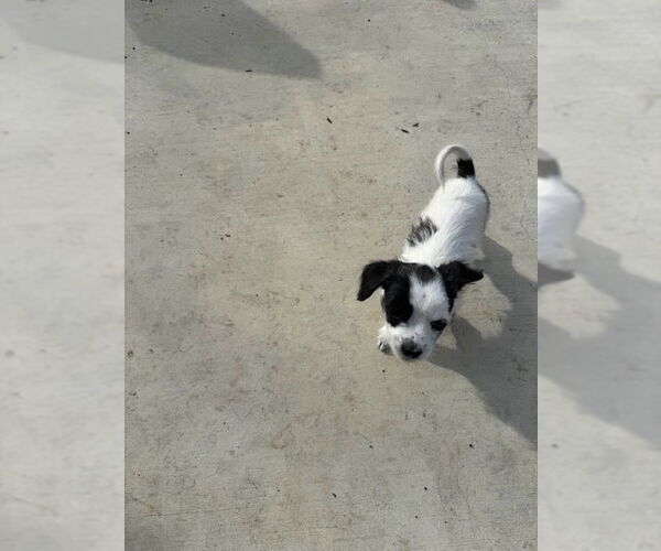 Medium Photo #4 Chihuahua Puppy For Sale in Pacifica, CA, USA