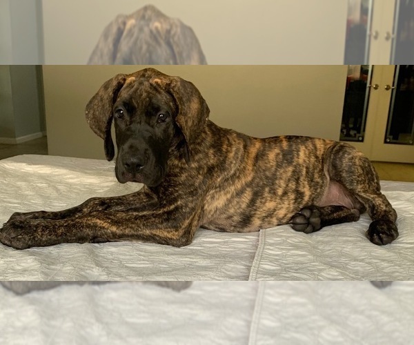 Medium Photo #6 Great Dane Puppy For Sale in PORT SAINT LUCIE, FL, USA